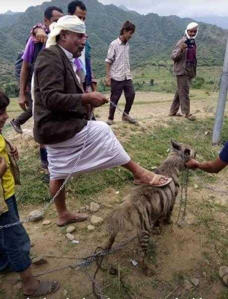 حيوان مفترس يأكل بائع ايسكريم في إب