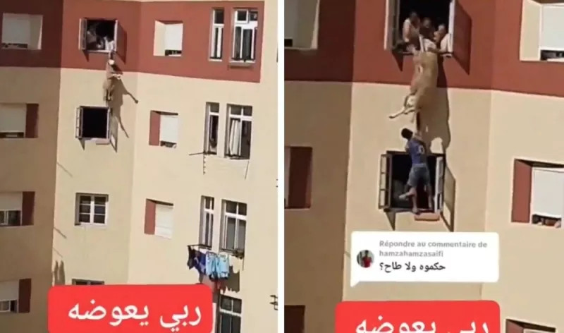 شاهد: خروف العيد معلق في نافذة وهو يحاول الهرب