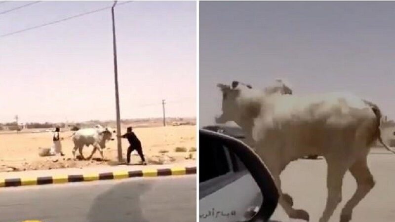 بالفيديو.. ثور هائج يهرب من مسلخ بالرياض كاد أن يسبب كارثة