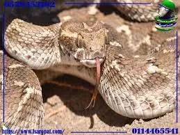 عاجل وخطير. الثعابين تخرج من جحورها في السعودية وهذا ما يجب فعله فوراً