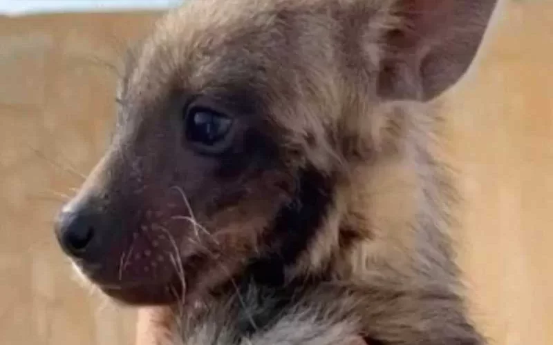 ضبع يغرّم صاحبه 30 مليون ريال سعودي