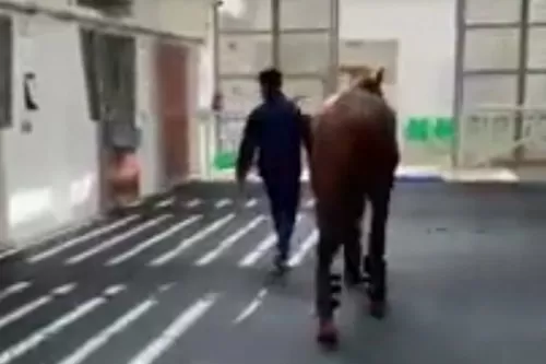 شاهد فيديو للخيول العربية في السعودية تدخل الحجر الصحي لهذا السبب
