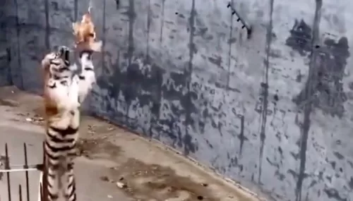 شاهد ردة فعل نمر عند علق له أحد الزائرين دجاجة داخل قفصه