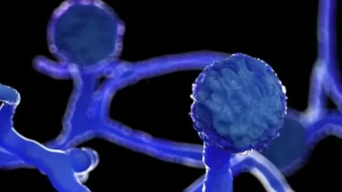 الفطر الأسود يضرب هذه الدولة الخليجية الكبيرة