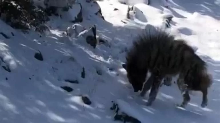 شاهد انتشار الضباع في هذه الدولة العربية