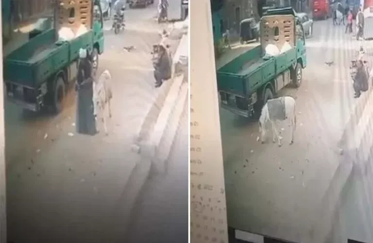 واقعة كوميدية.. شاهد مصري يربط حماره بسيارة نقل وصدم بما حدث