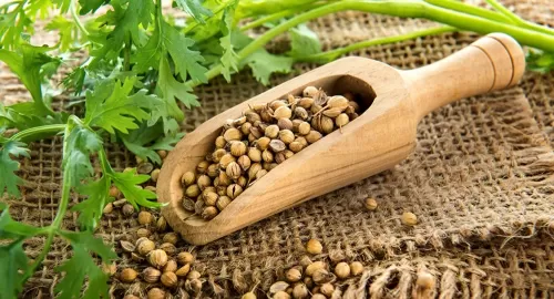 أسباب تجعلك تشرب ماء الكزبرة يوميا