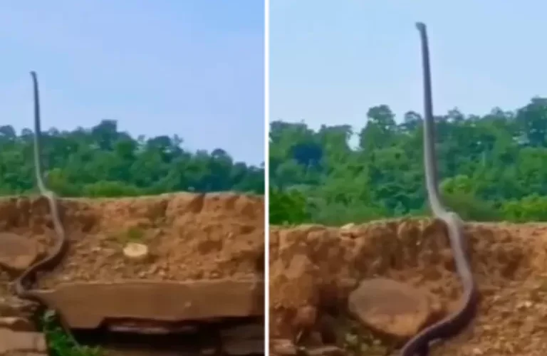 في عينيك مباشرة.. شاهد ما فعلته كوبرا في فيديو أذهل كل من شاهده