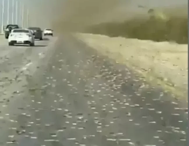أسراب مهولة من الجراد تهاجم هذه المدينة السعودية..فيديو