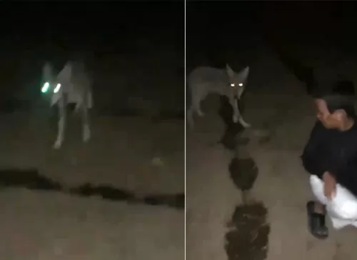 فيديو: انتشار لحيوانات مفترسة في الطائف واخرها ذئب يهاجم سعودي داخل مزرعته