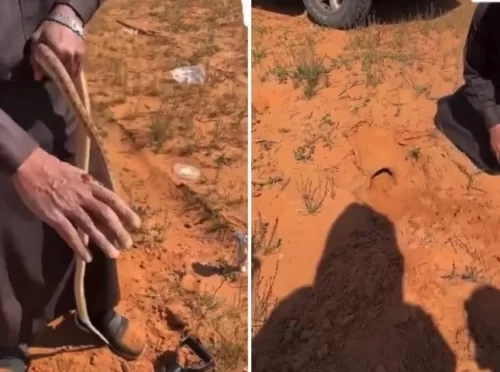 فيديو مرعب للحظة خروج الشجاع الأقرع من الرمال