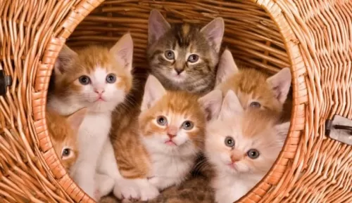 لماذا تأكل القطط صغارها؟ السبب سيصدمك