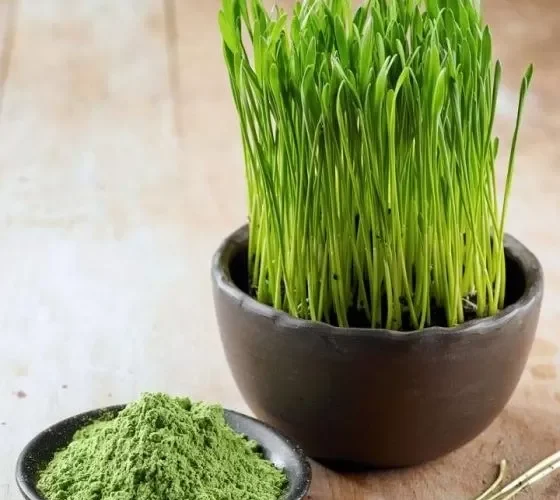 هذه العشبة معجزة وهدية من الله  تقوي جهاز المناعة وتخفض مستويات الكوليسترول وتعمل كمطهر ومضاد للبكتيريا وتعيد الخصوبة والتوازن الهرموني