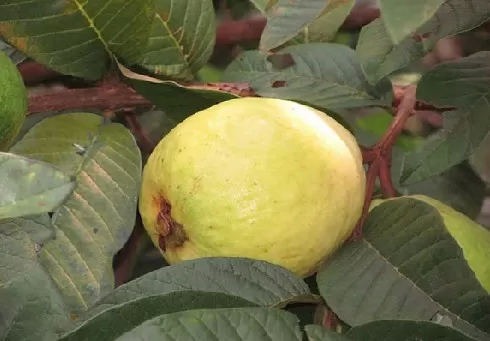 فاكهة شعبية رخيصة الثمن تغير حياة مرضى السكري وتقلل استخدام الأدوية بنسبة كبيرة جداً