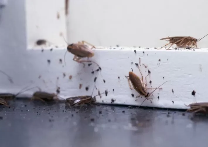 تخلص من الناموس والحشرات الزاحفة بمكون بسيط متوافر في كل منزل.. طريقة فعالة في التخلص من كافة الحشرات.