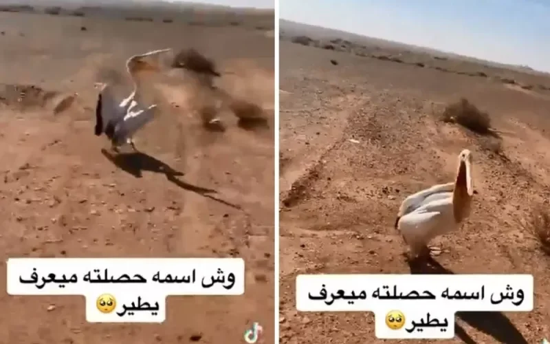 الفيديو الكامل لما حدث لمواطن سعودي كان يطارد بجعة في البر