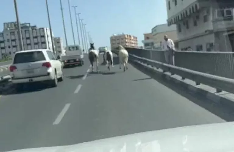 الفيديو الكامل لخيول تطارد السيارات في الطائف يشعل السعودية.. شاهد