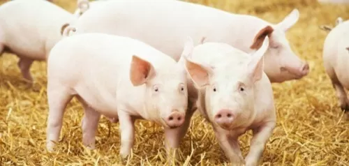 هل لحم الخنزير حرام فعلاً عند المسلمين؟ ستصدمك الاجابة