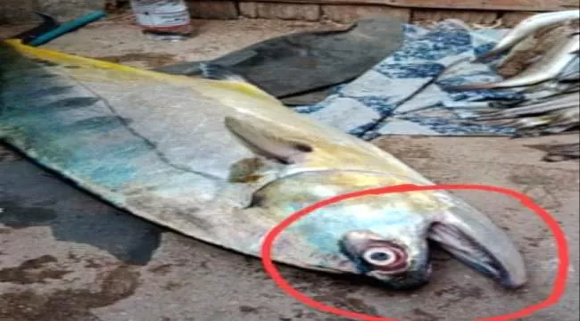 شاهد: اصطياد سمكة غريبة في عدن