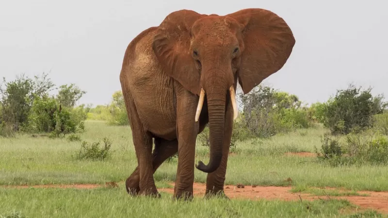 تفاصيل مقتل سعودي بطريقة مروعة تحت اقدام فيل في هذه الدولة الأفريقية