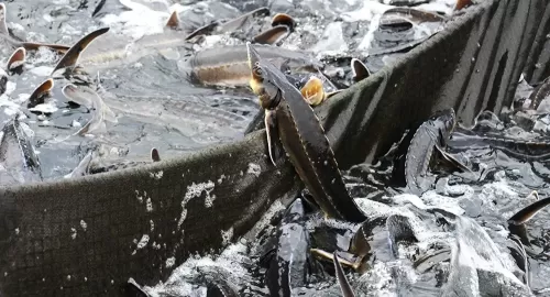 شاهد: سمكة كويتية اغلى من الذهب