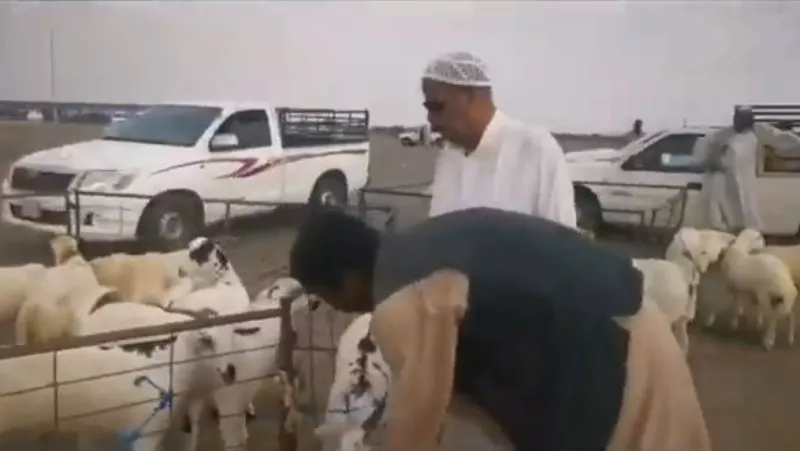 قفزة مجنونة في أسعار الاضاحي في سوق جازان وهذا سعر أقل أُضحية اليوم