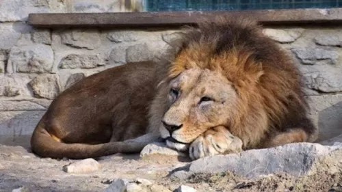 أسد يفترس صاحبه في الرياض والتفاصيل مروعة