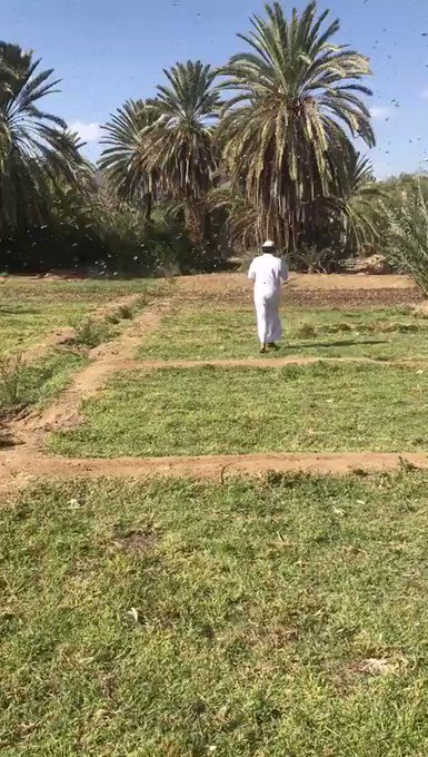 فيديو مُضمّن