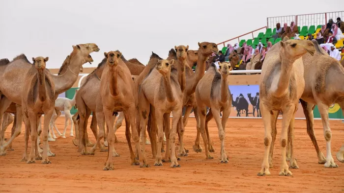 تفاصيل عملة رقمية جديدة تطلقها السعودية خاصة بالإبل