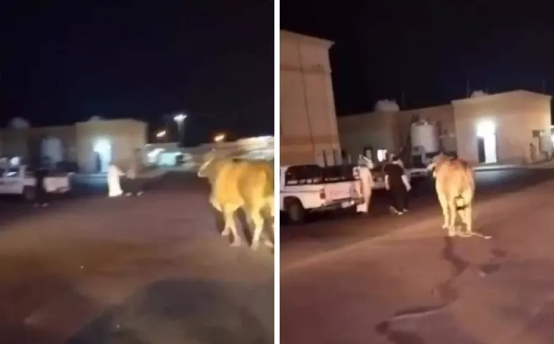 شاهد: ثور هائج في شوارع المدينة وينطح شخصاً ويقضي عليه
