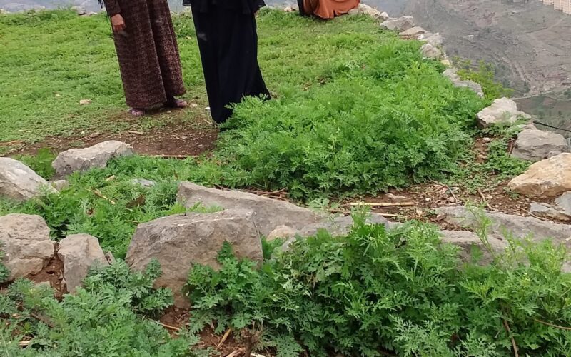 شاهد صورة لمنطقة يمنية تكسوها الخضرة وتحيط بها الجبال كأنها معلقة في الفضاء