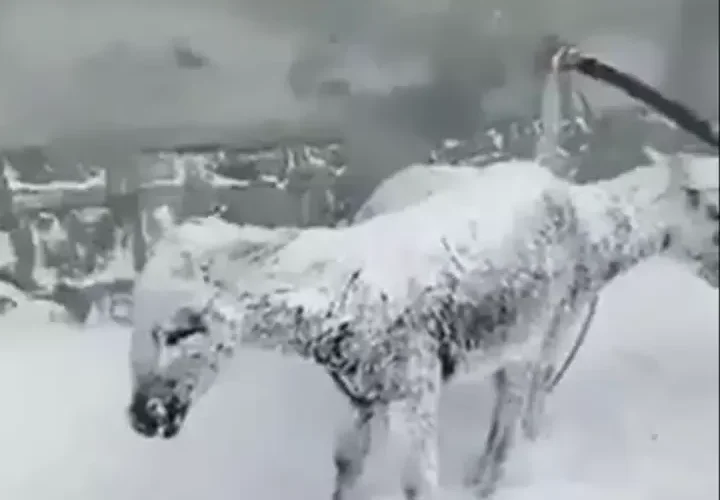 شاهد صورة مرعبة لحيوانات متجمدة من البرد كأنها تماثيل