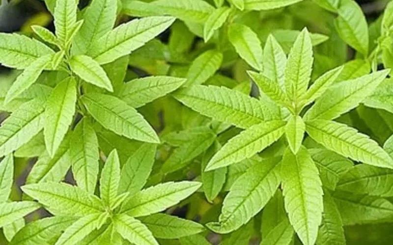 هذه العشبة المعجزة تساعدك على النوم بشكل طبيعي ومهدئ رباني للاعصاب وتحل مشاكل الهضم والقولون العصبي