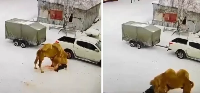 فيديو مرعب لجمل يقتل حارس بعد أن صفعه على وجهة .