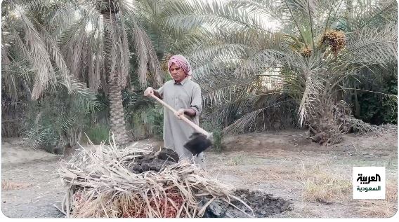 بالفيديو: مزارع يكشف أسباب منع الطبينة التي كان يستخدمها المزارعون في الأحساء لتجديد التربة وقتل الحشرات الضارة