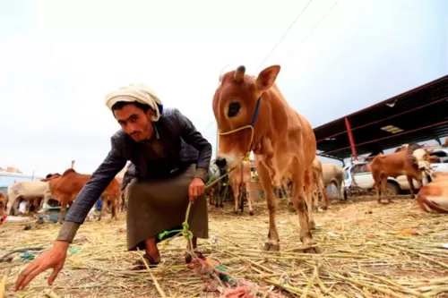 الحرب وتجارها يحرمون اليمنيين من الاضحية ويدفعونهم للاستعاضة عنها بهذه الحيلة