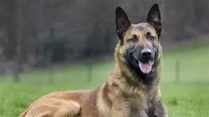 فيديو مرعب من الرياض لكلاب ضالة تطارد اطفال في حي سكني وهكذا كانت نهايتهم