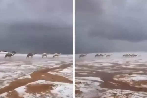 شاهد منظر بديع وساحر للإبل بين الضباب والثلوج شمال المملكة