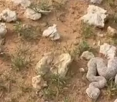 فيديو لشاب سعودي يبحث عن الفقع وسط الصحراء ليصادف ثعبانا ضخما افقده الحياة