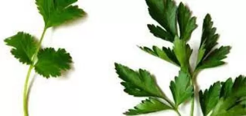 تخفض ضغط الدم وتقلل الجلكوز وتنظم مستويات الأنسولين والسكري في الدم كل هذه الفوائد في اوراق هذا النبات الرخيص