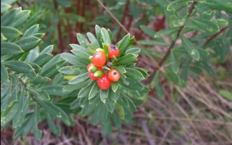 قل وداعاً للامساك والغازات وانتفاخ المعدة مع هذه العشبة رخيصة الثمن لكن مفعولها افضل من اي علاج