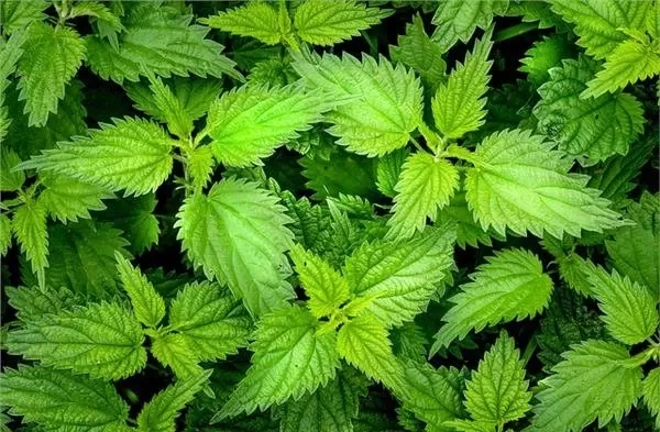 العشبة الرهيبة لعلاج ضعف الانتصاب وزيادة افراز السائل المنوي وخفض السكري في الدم وعلاج الأنيميا كل هذا في عشبة واحدة رخيصة الثمن وموجودة في كل مكان