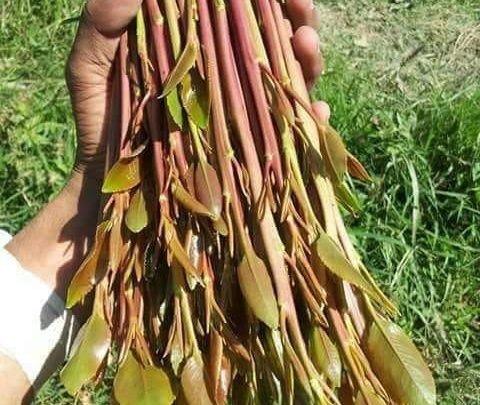 نبتة القات تصيب سكان هذه الدولة العربية بالجنون ( تفاصيل مثيرة )
