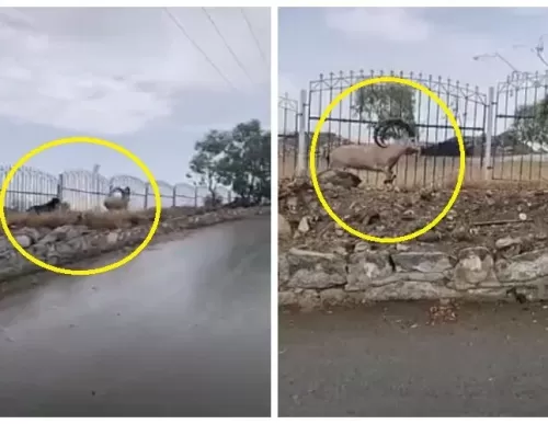 فيديو صادم من السعودية: حتى الغزلان لم تسلم من الكلاب الضالة