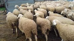 ارتفاع كبير لأسعار اللحوم الحمراء في السعودية وهذه هي أسعارها اليوم ..