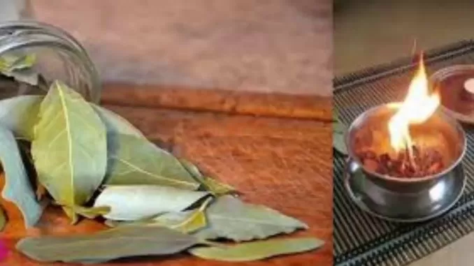 لن تصدق ما سيحدث في بيتك لما تحرق كل يوم ورق الغار ستتغير حياتك تماماً