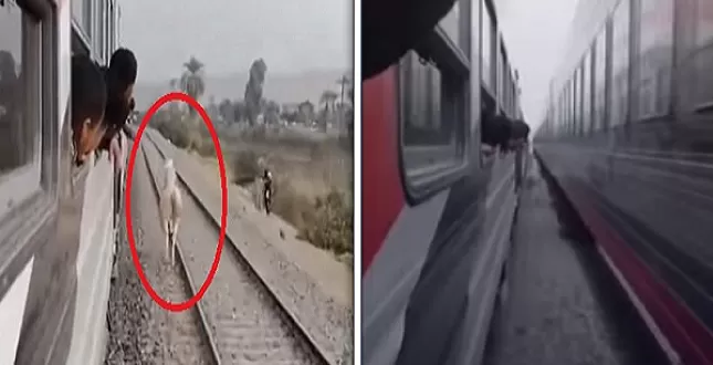 شاهد فيديو مذهل لحصان يسبق قطارين في نفس الوقت
