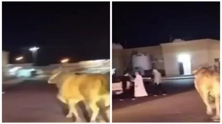 شاهد.. ثور هائج في شوارع المدينة وينطح شخصاً ويقضي عليه