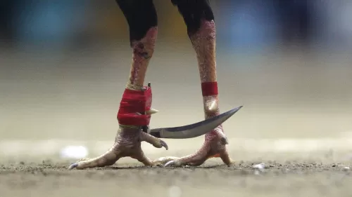 لن تصدق: القبض على ديك طعن مالكه في مكان حساس جداً