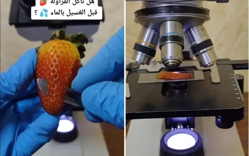 لن تصدق ما رآه طبيب لبناني بعد وضع شريحة من الفراولة قبل غسلها تحت المجهر – فيديو